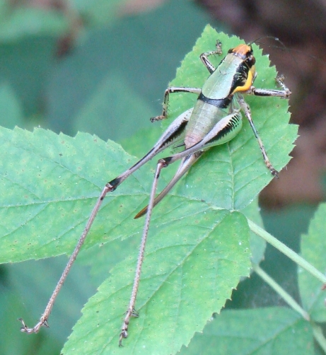 Eupholidoptera cfr. chabrieri